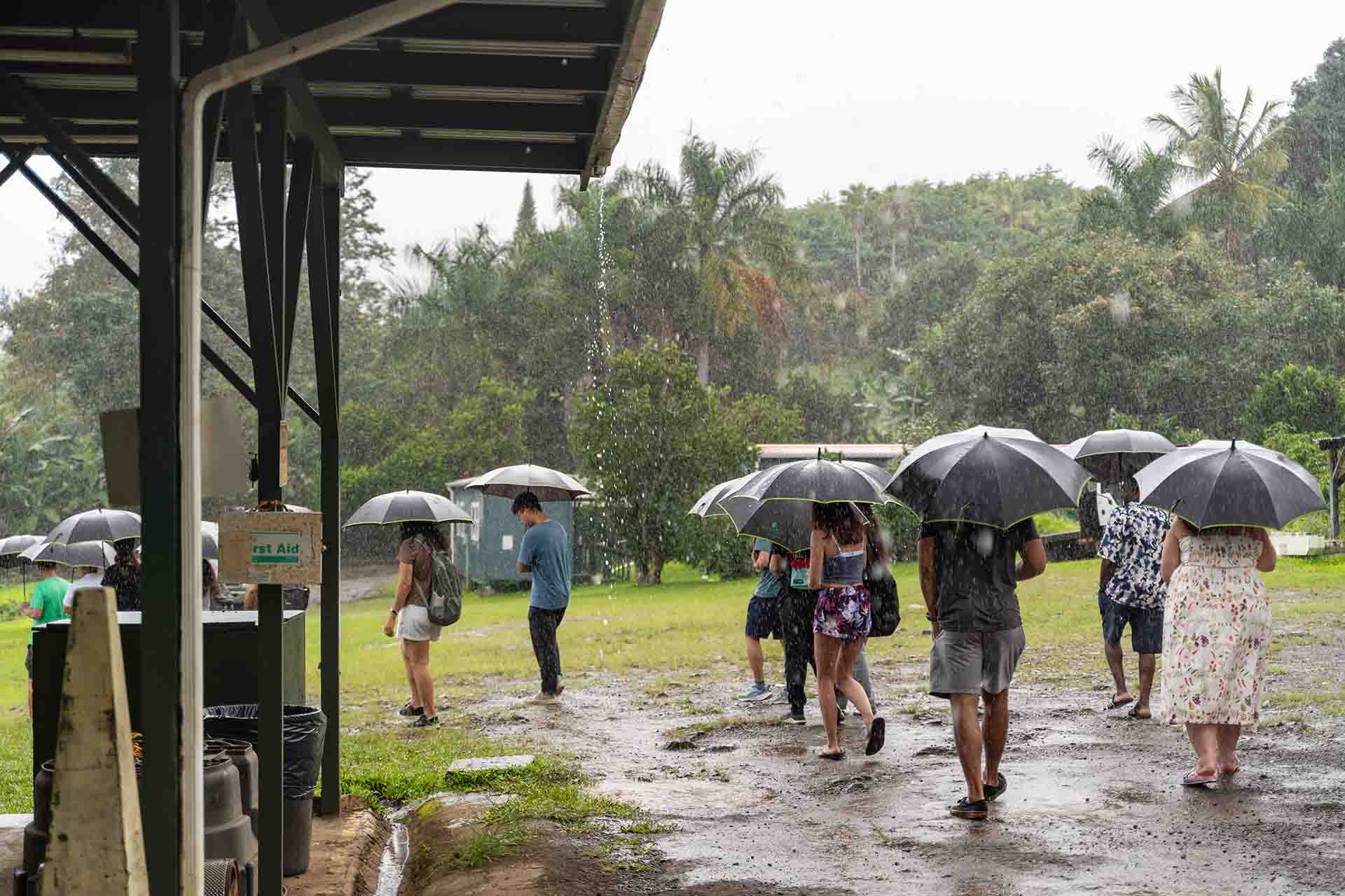 Regnerisch hier auf der Kaffeeplantage bei Kona