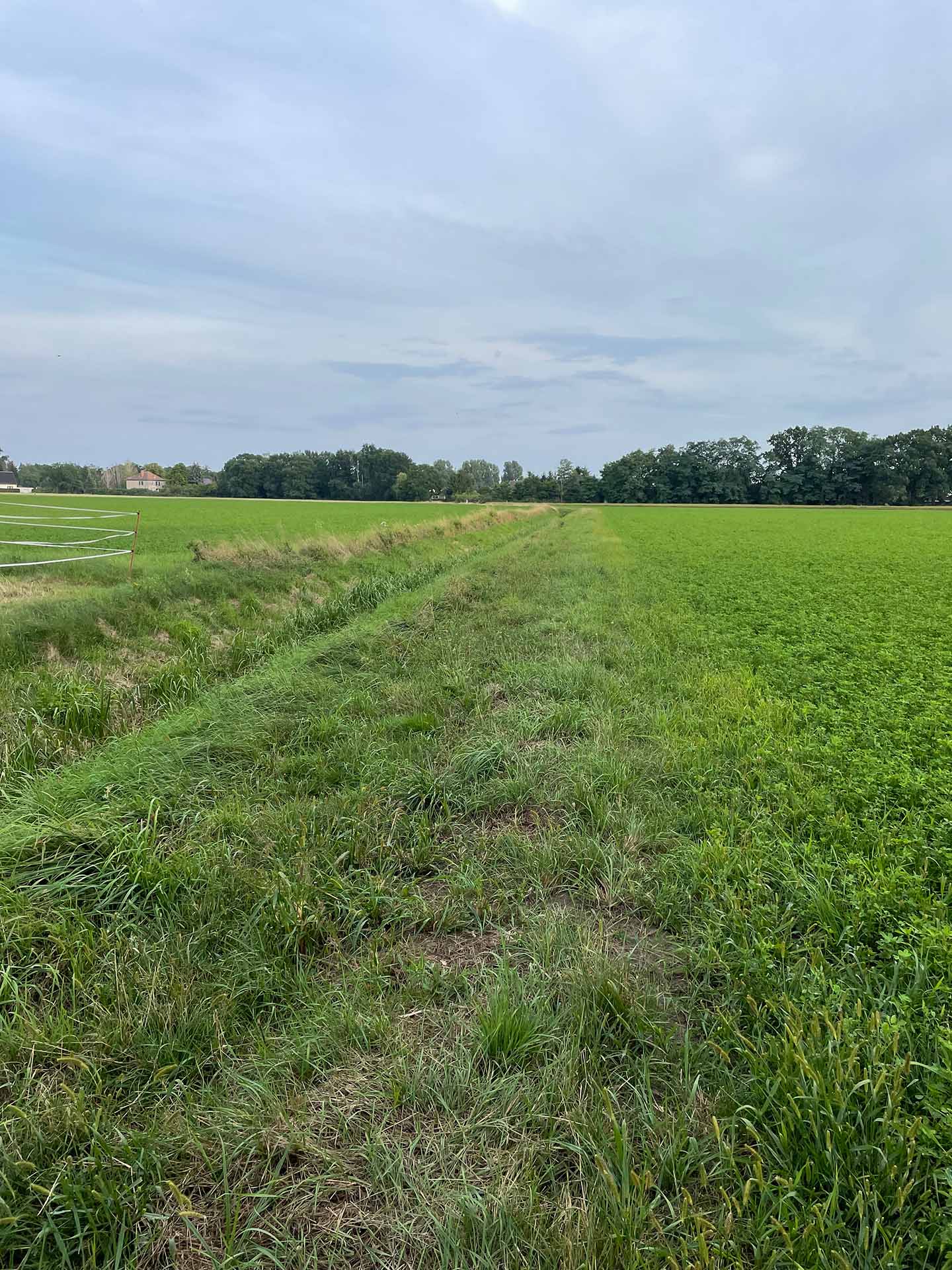 und queer über eine Wiese.
