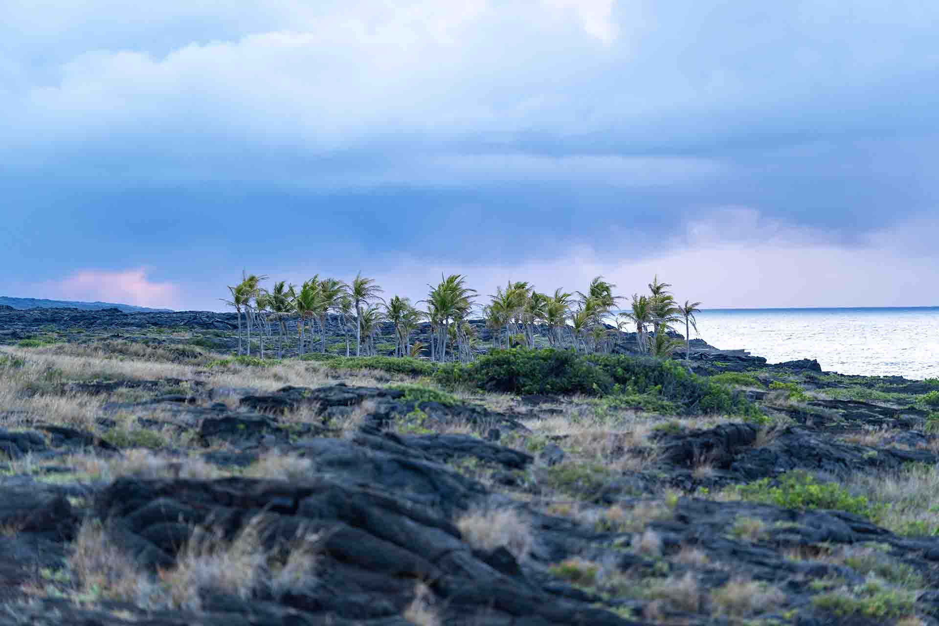 Einsame Bäume an der Küste