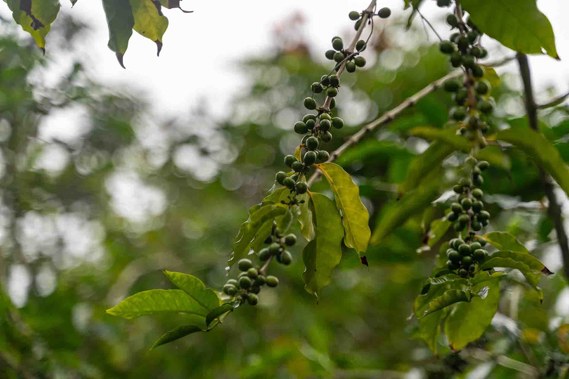 So sieht Kaffee am Baum aus